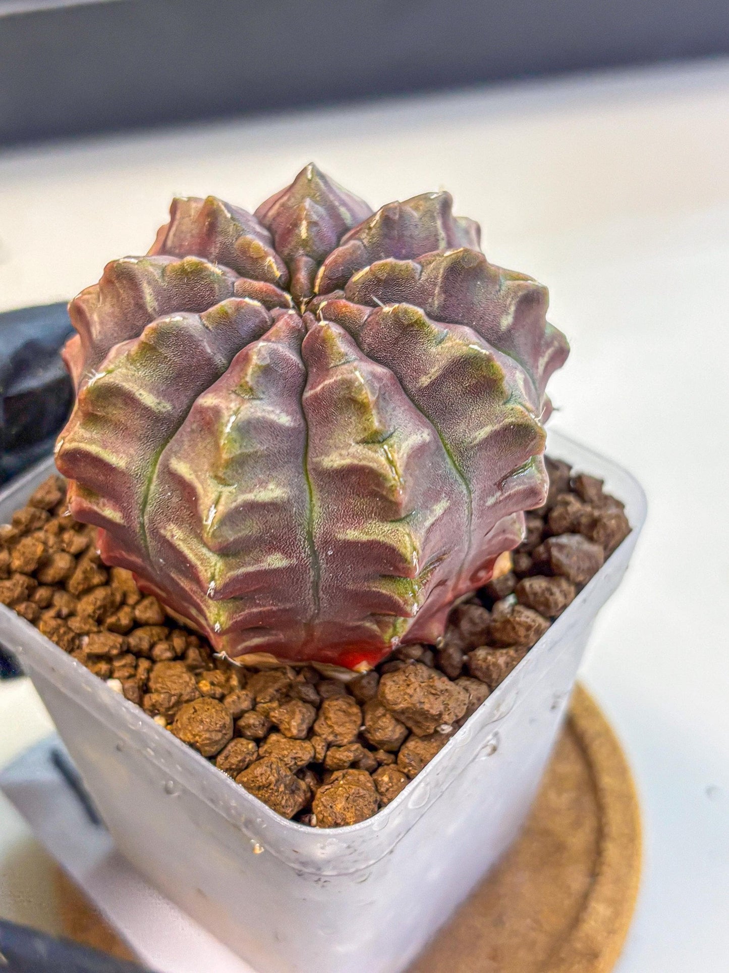 Gymnocalycium Aas DayDream (gy21) (01) | Rare Hybrids