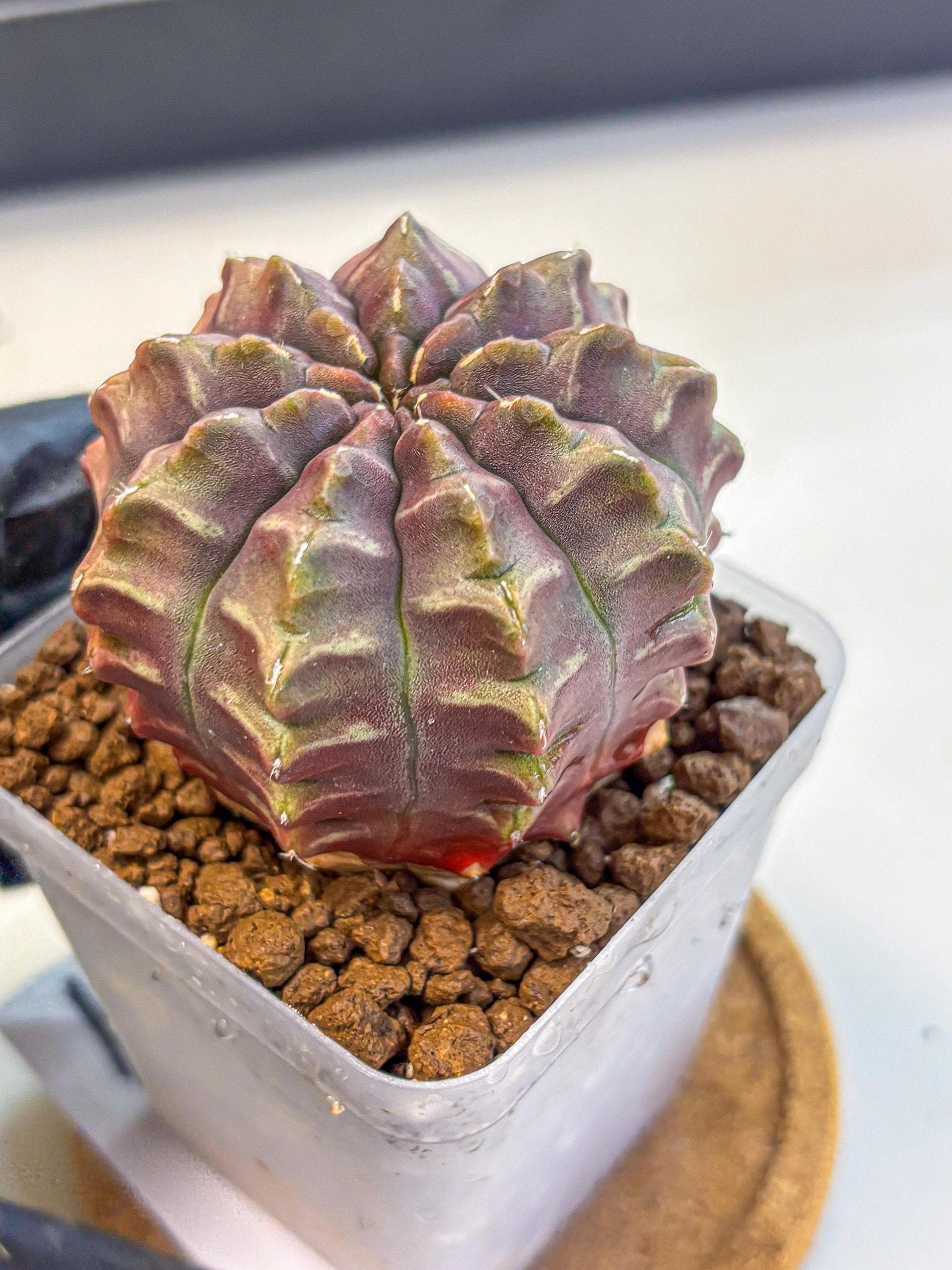Gymnocalycium Aas DayDream (gy21) (01) | Rare Hybrids