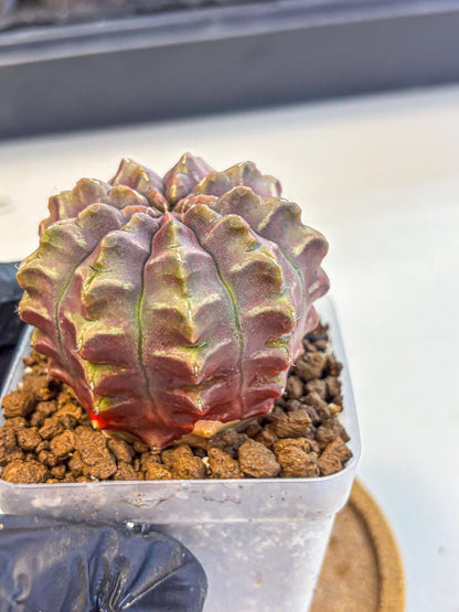 Gymnocalycium Aas DayDream (gy21) (01) | Rare Hybrids