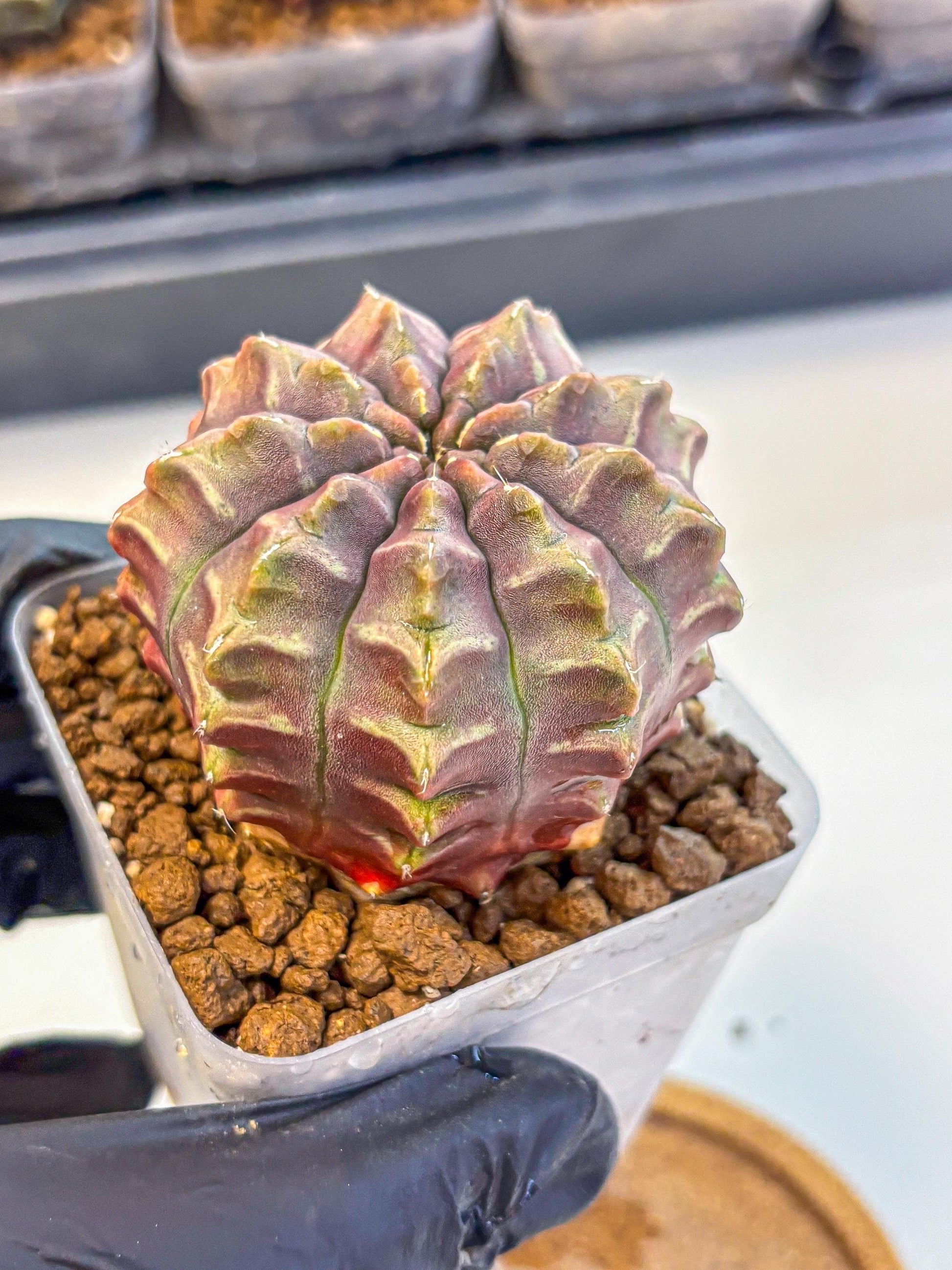 Gymnocalycium Aas DayDream (gy21) (01) | Rare Hybrids