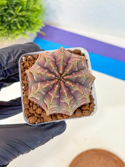 Gymnocalycium Aas DayDream (gy21) (01) | Rare Hybrids