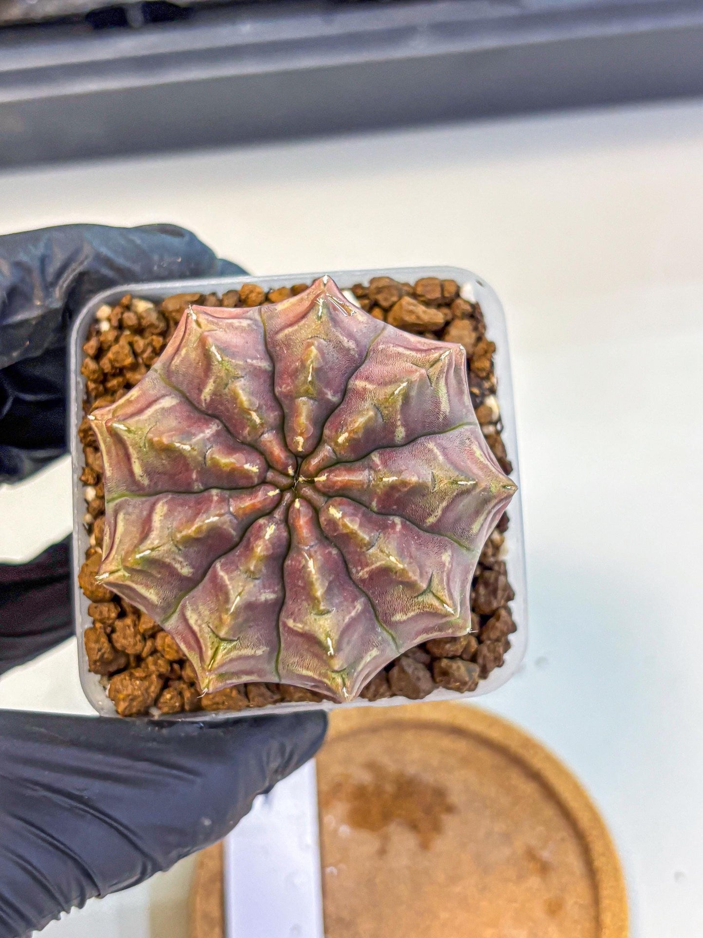 Gymnocalycium Aas DayDream (gy21) (01) | Rare Hybrids