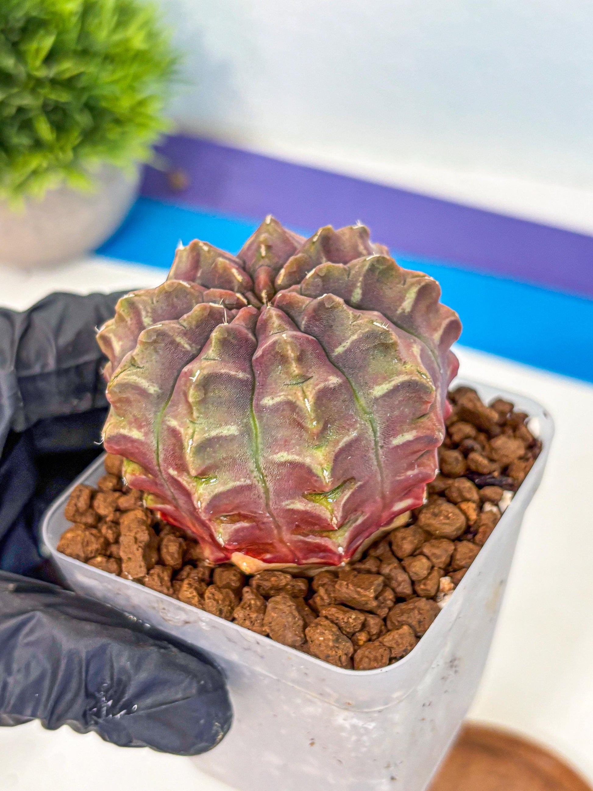Gymnocalycium Aas DayDream (gy21) (01) | Rare Hybrids