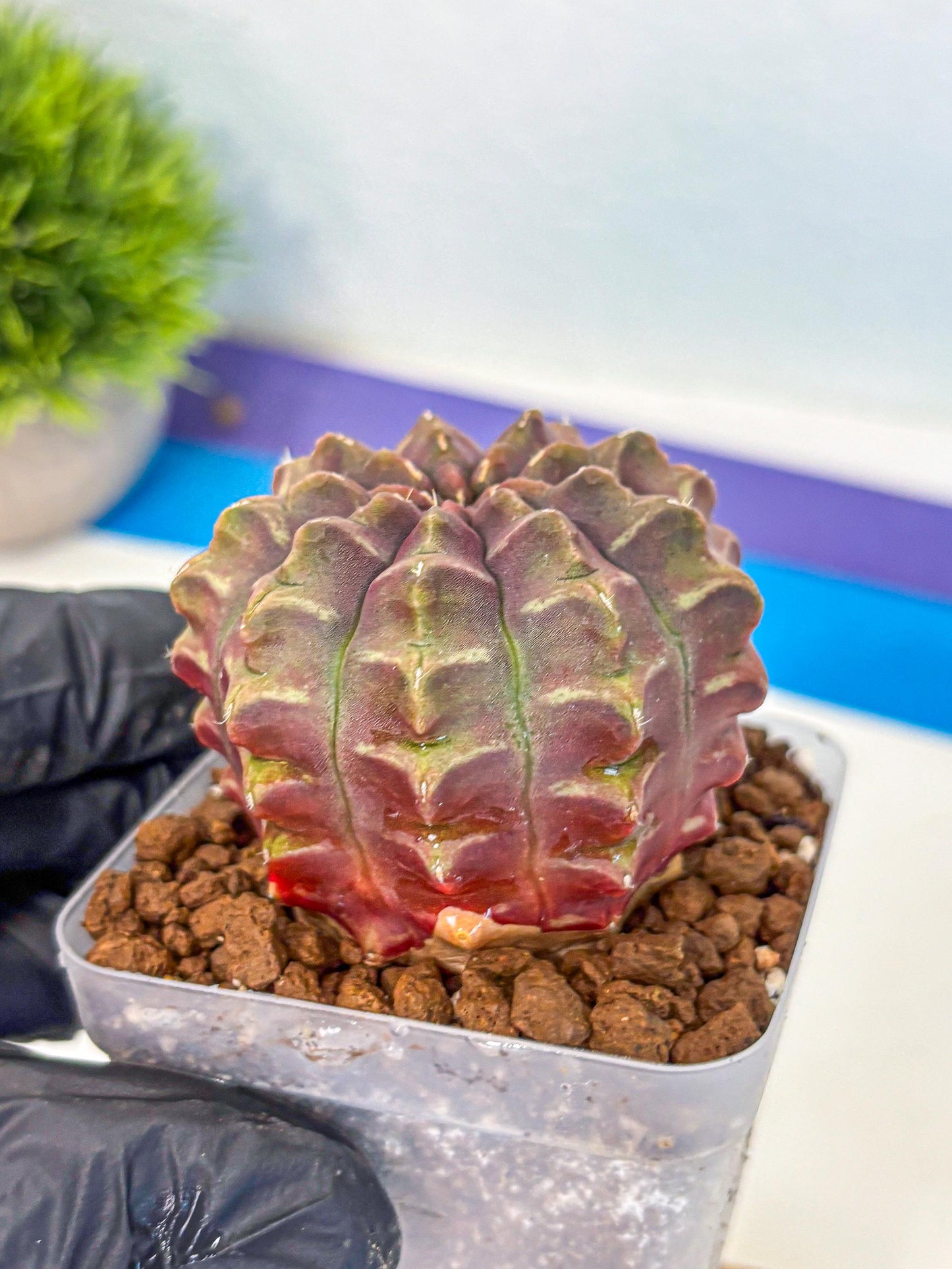 Gymnocalycium Aas DayDream (gy21) (01) | Rare Hybrids