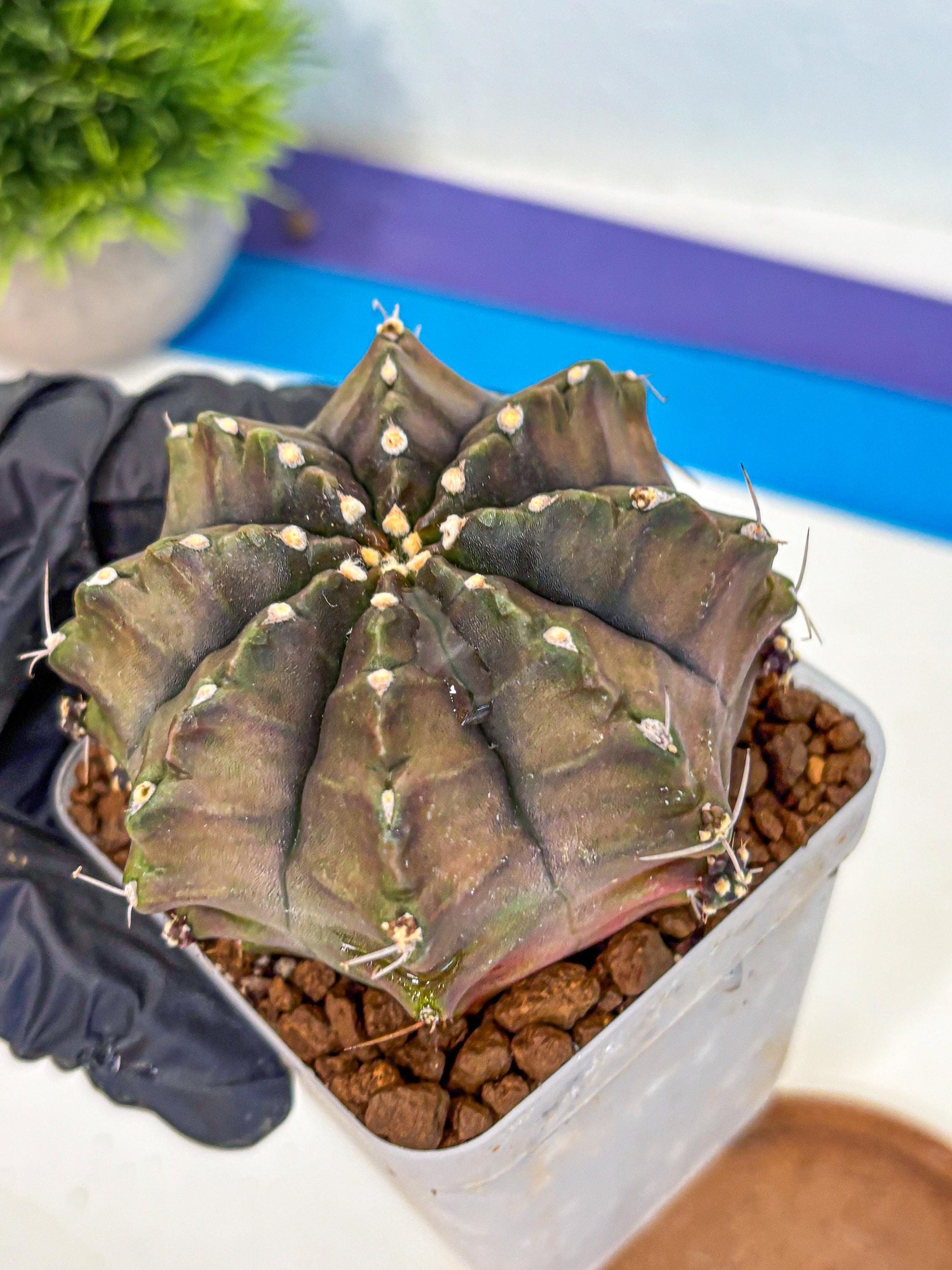 Gymnocalycium Aas DayDream (gy21) (02) | Rare Hybrids