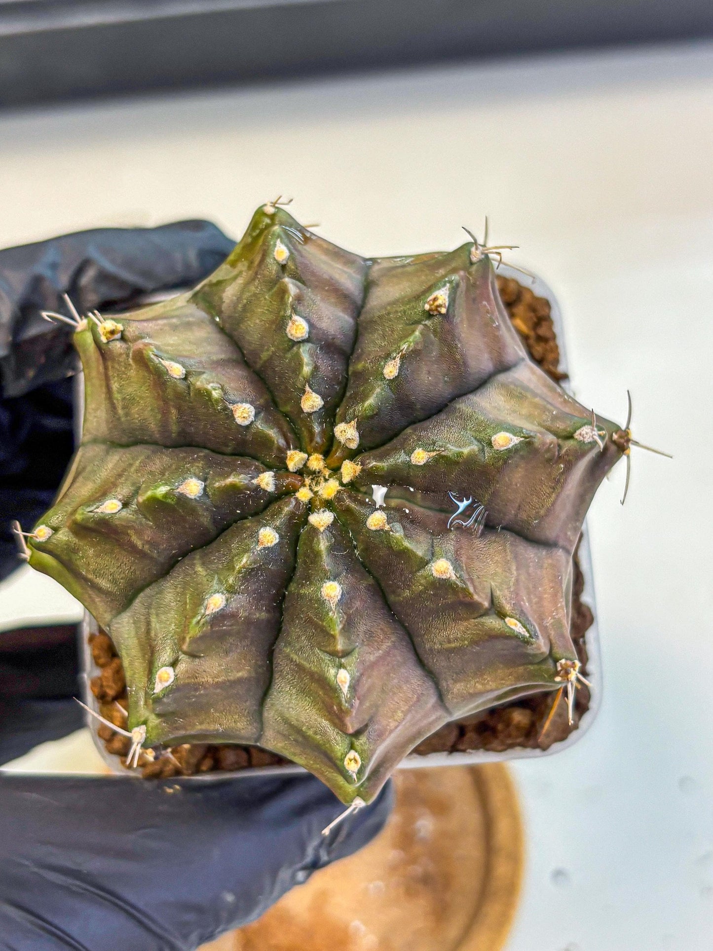 Gymnocalycium Aas DayDream (gy21) (02) | Rare Hybrids