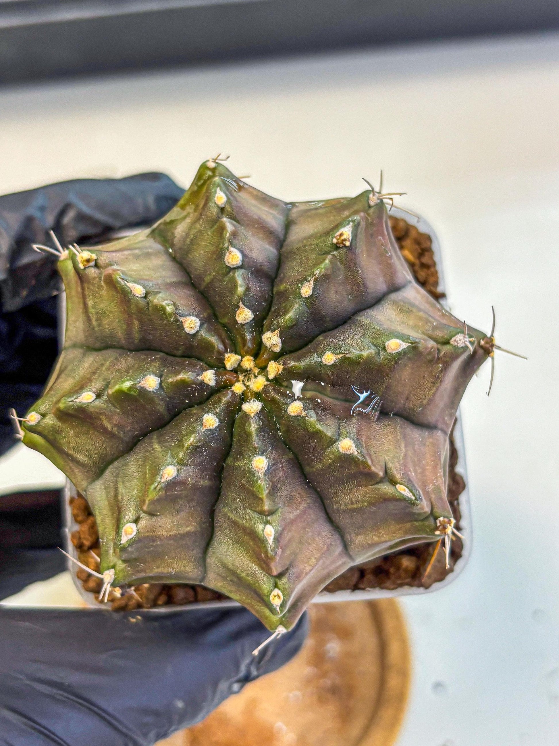 Gymnocalycium Aas DayDream (gy21) (02) | Rare Hybrids