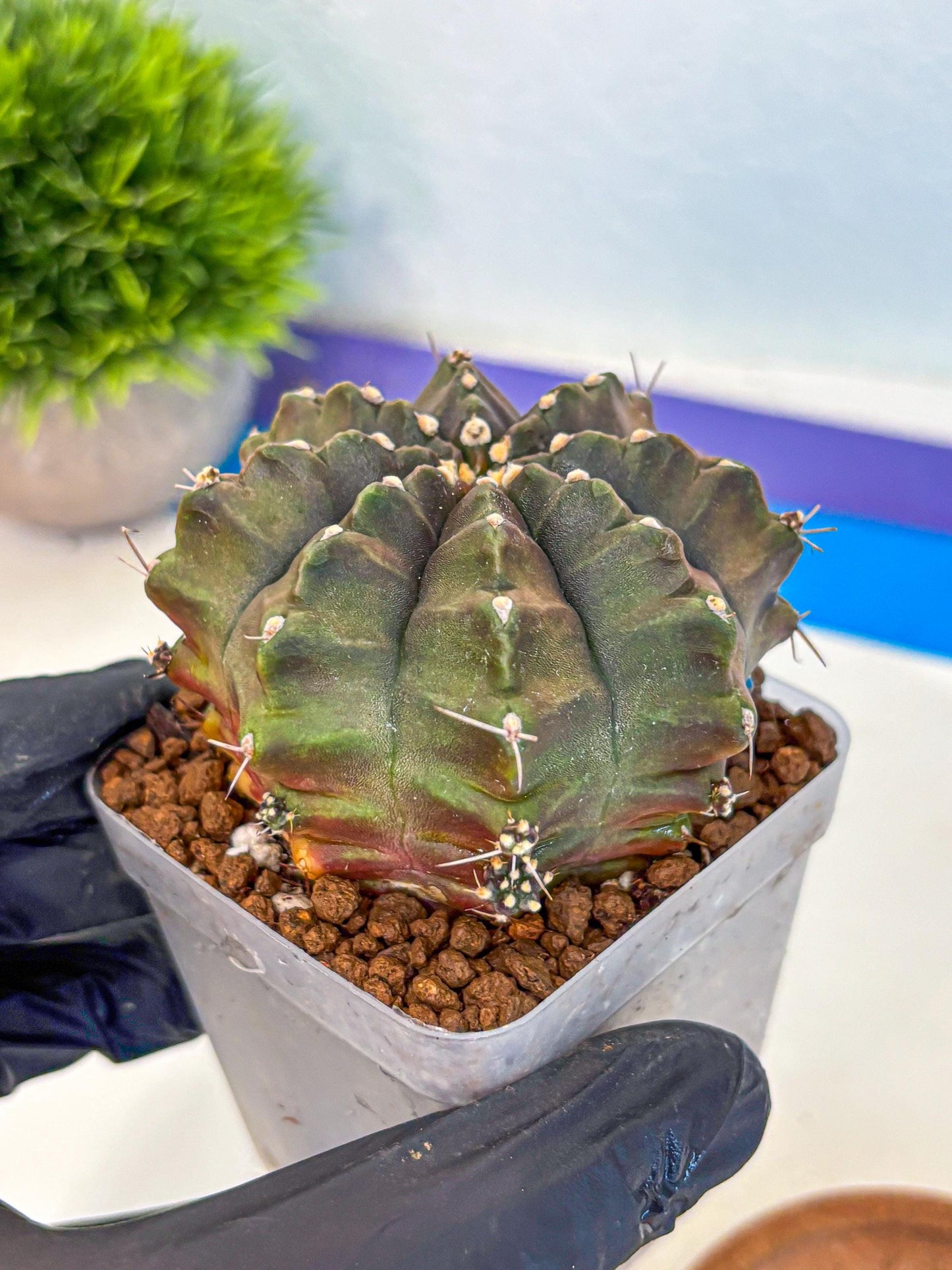 Gymnocalycium Aas DayDream (gy21) (02) | Rare Hybrids