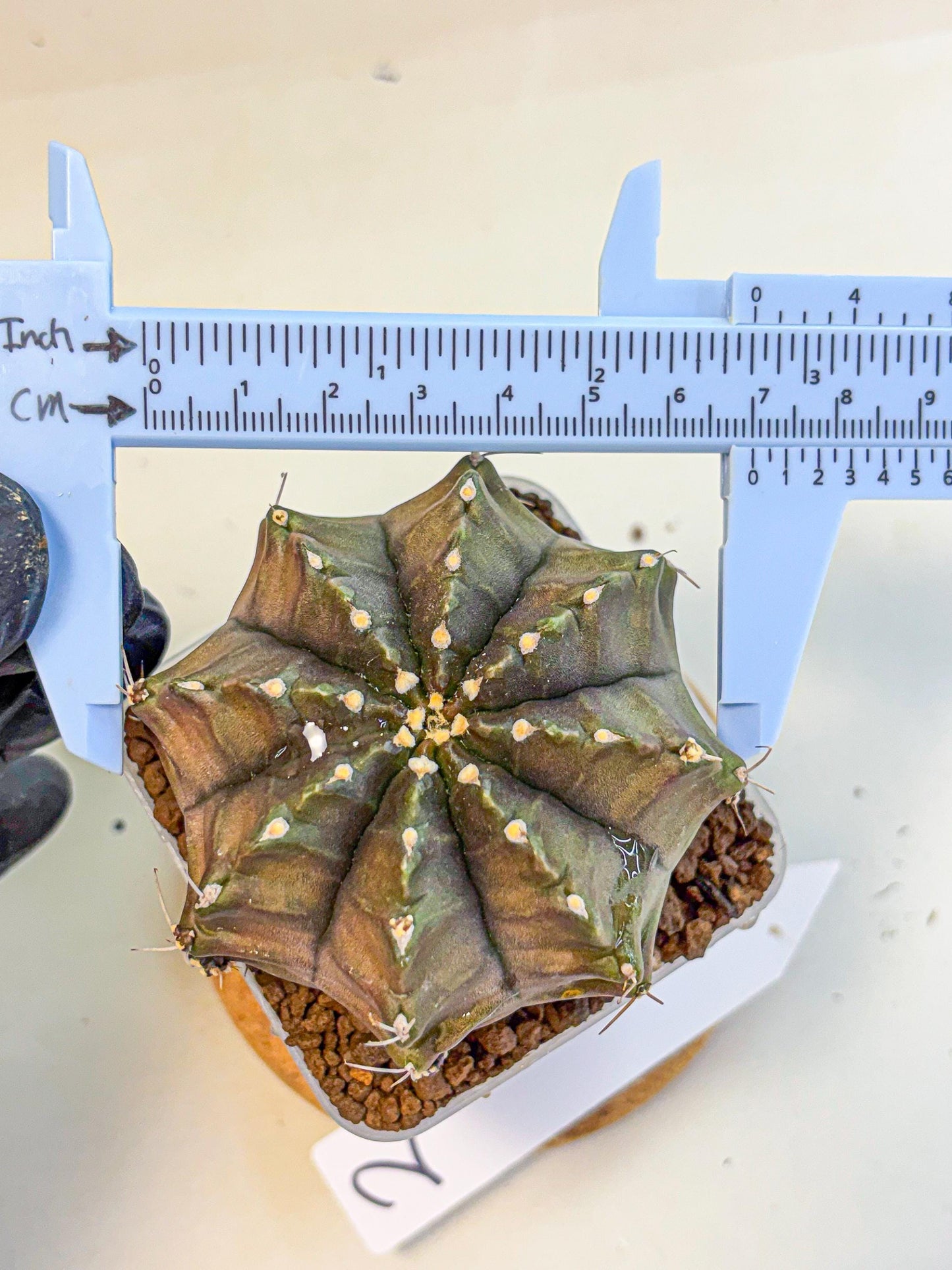Gymnocalycium Aas DayDream (gy21) (02) | Rare Hybrids