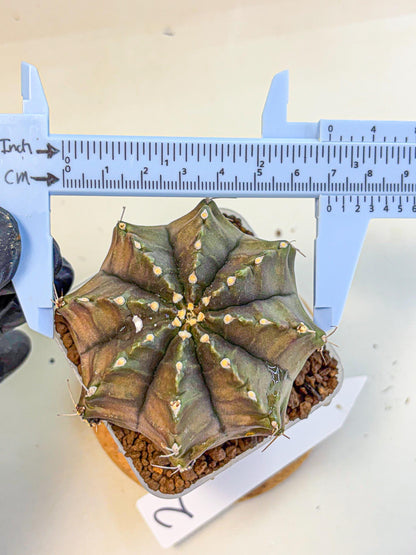 Gymnocalycium Aas DayDream (gy21) (02) | Rare Hybrids