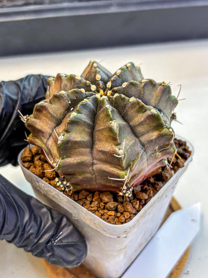 Gymnocalycium Aas DayDream (gy21) (02) | Rare Hybrids