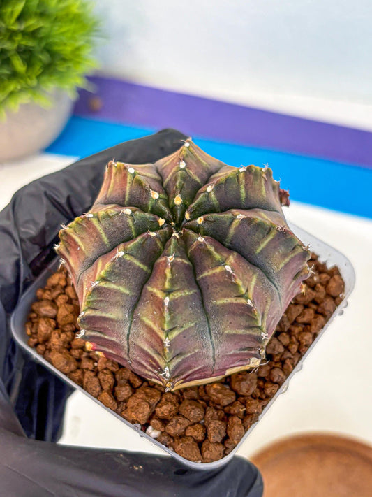 Gymnocalycium Aas DayDream (gy21) (03) | Rare Hybrids