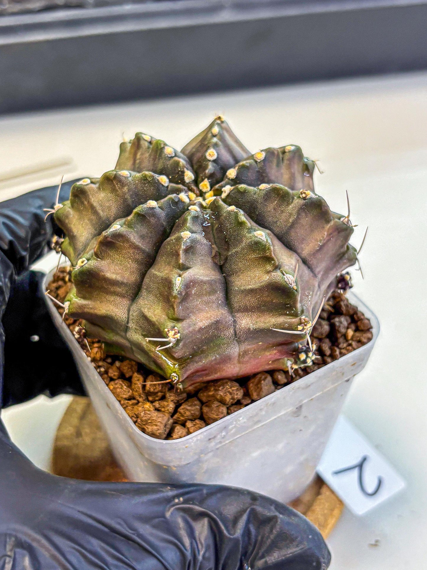 Gymnocalycium Aas DayDream (gy21) (02) | Rare Hybrids