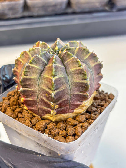 Gymnocalycium Aas DayDream (gy21) (03) | Rare Hybrids
