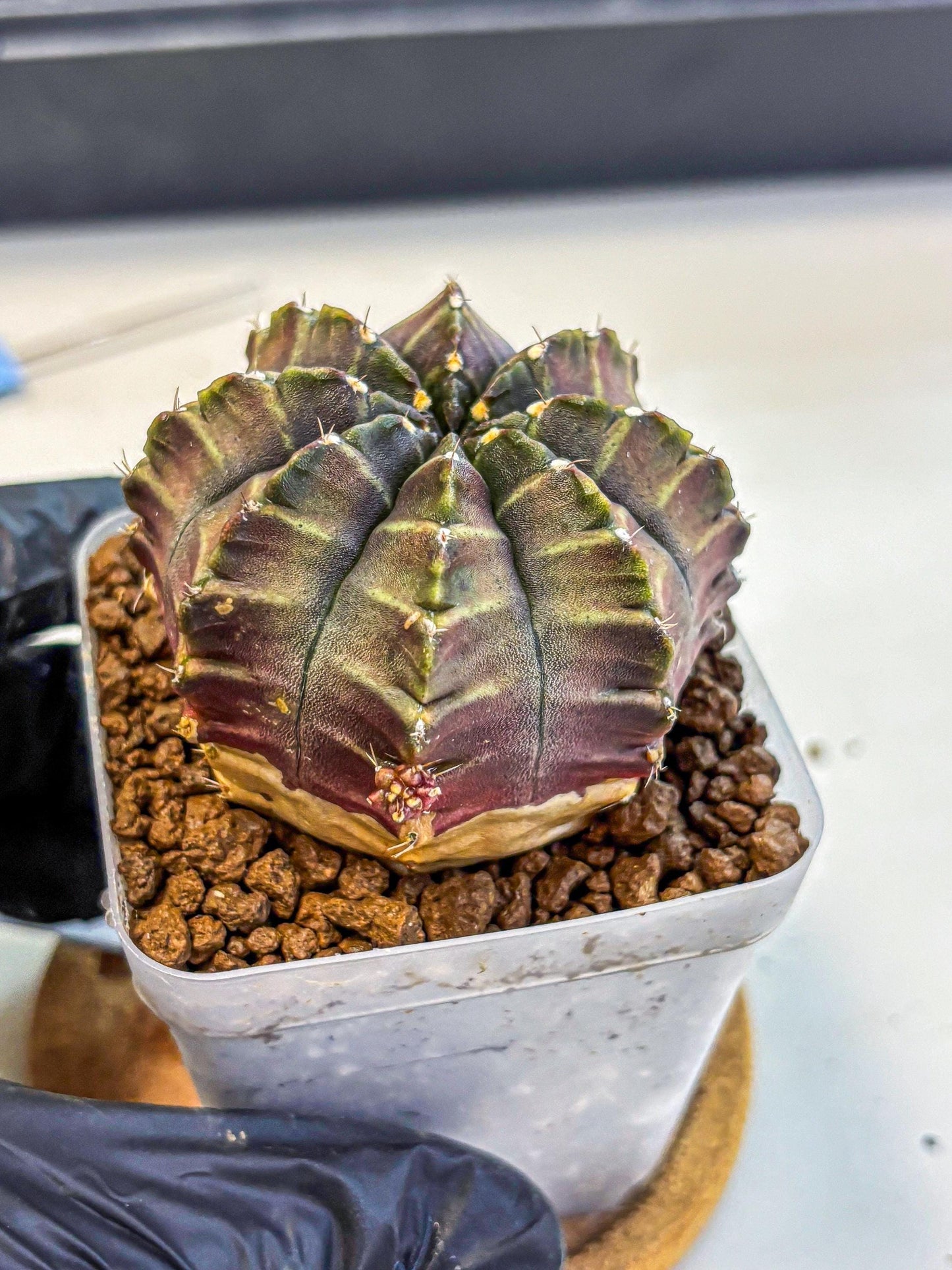 Gymnocalycium Aas DayDream (gy21) (03) | Rare Hybrids