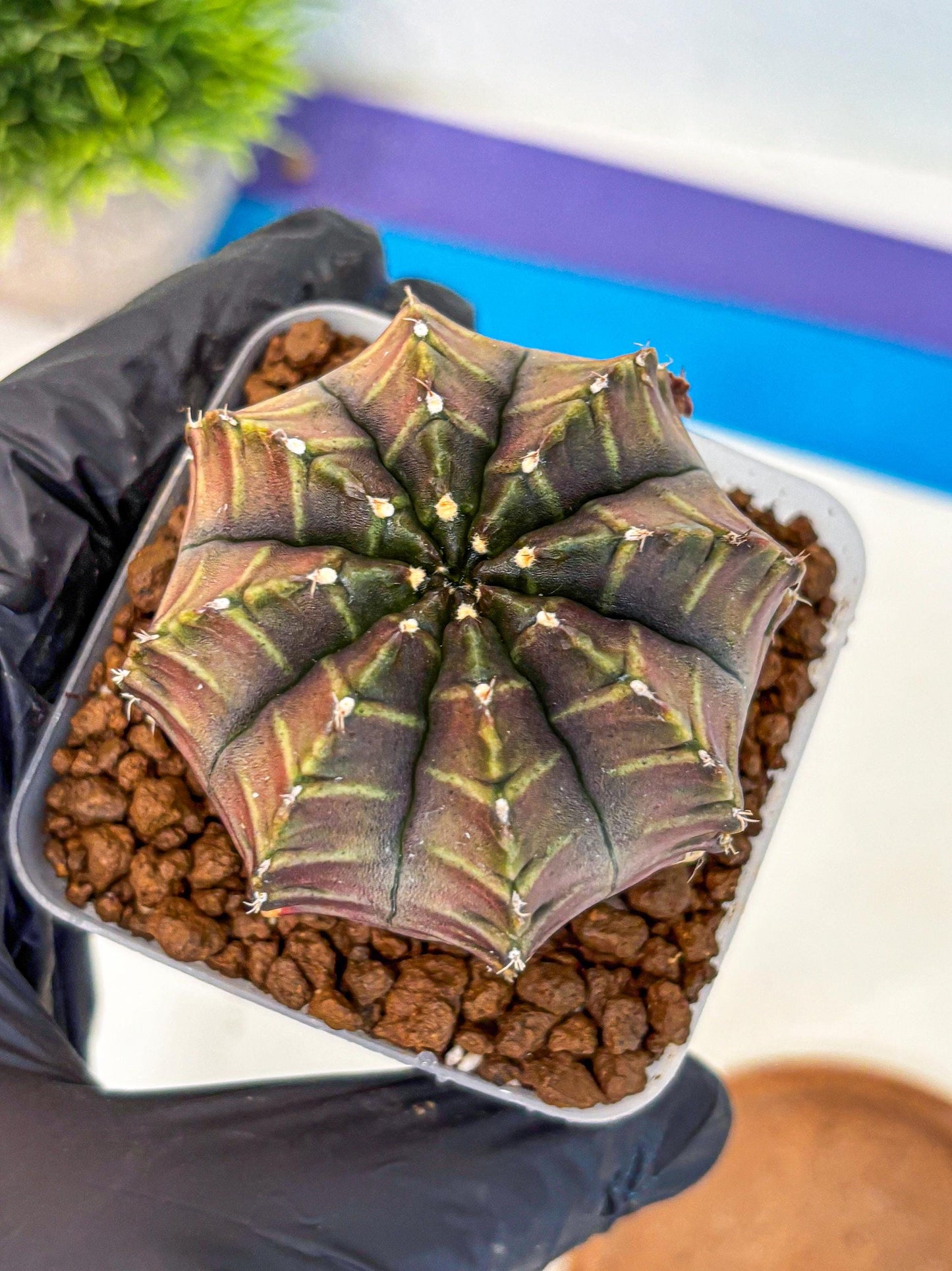 Gymnocalycium Aas DayDream (gy21) (03) | Rare Hybrids