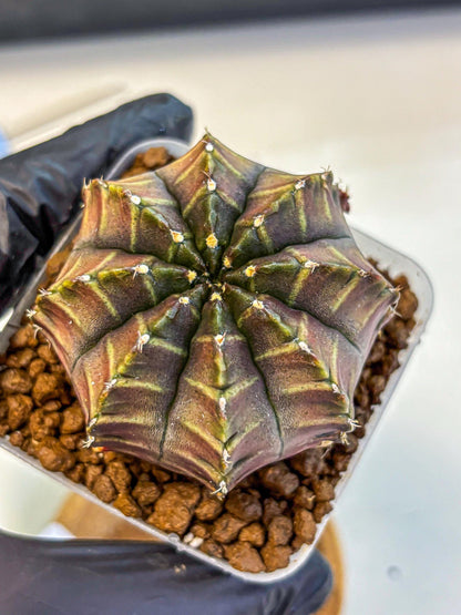 Gymnocalycium Aas DayDream (gy21) (03) | Rare Hybrids