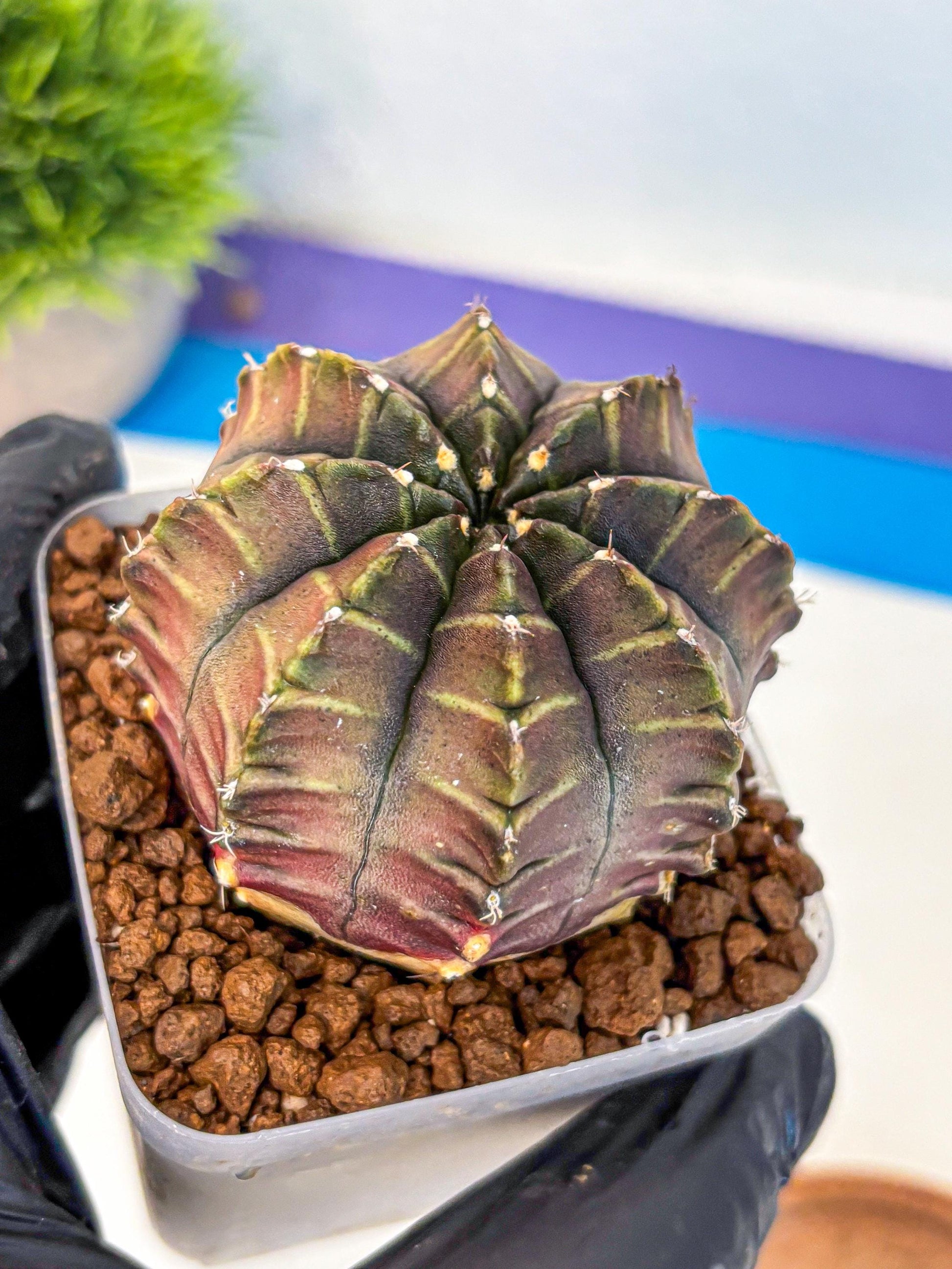 Gymnocalycium Aas DayDream (gy21) (03) | Rare Hybrids