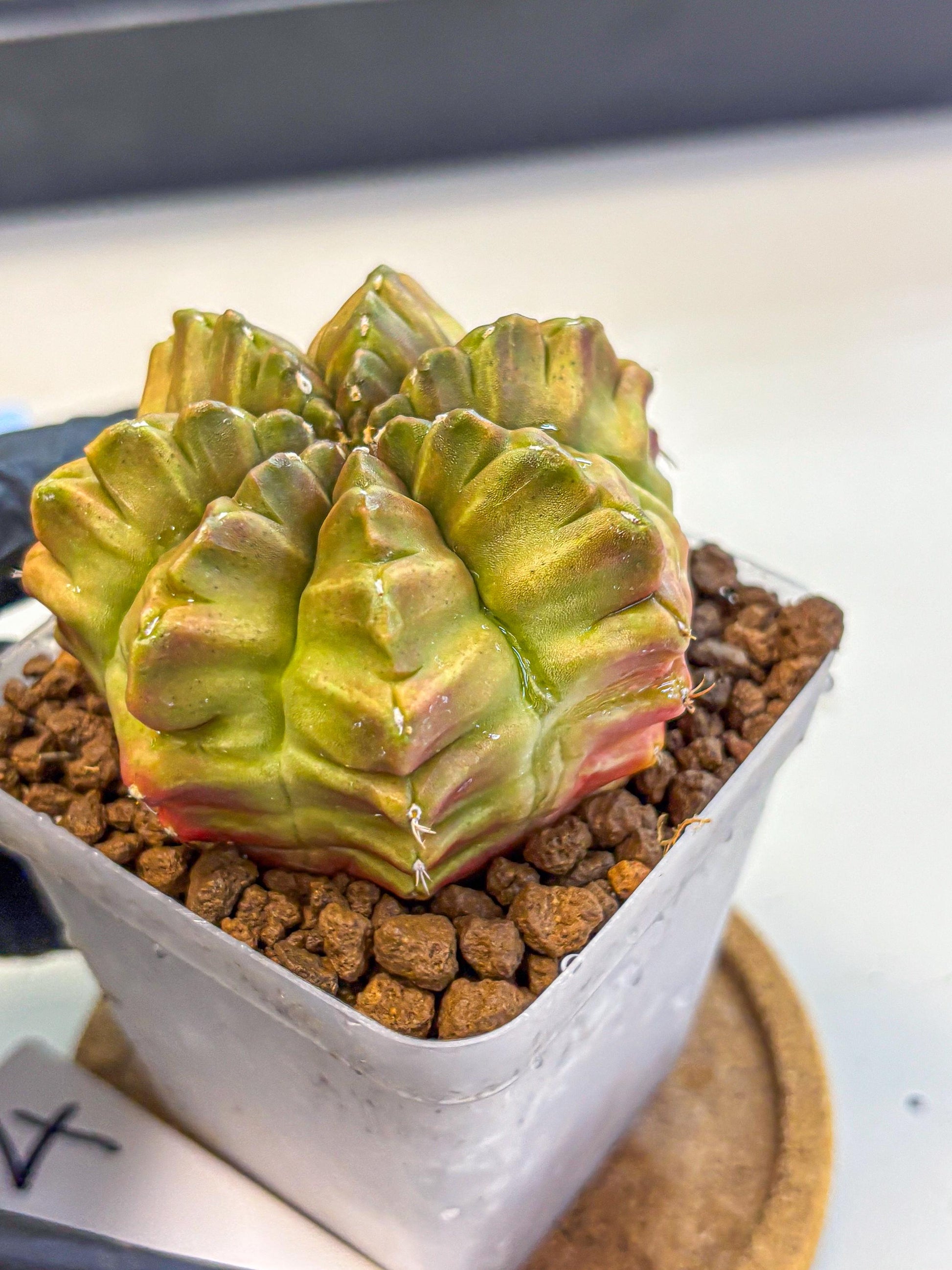 Gymnocalycium Aas DayDream (gy21) (04) | Rare Hybrids