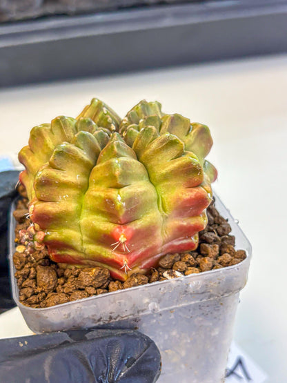 Gymnocalycium Aas DayDream (gy21) (04) | Rare Hybrids