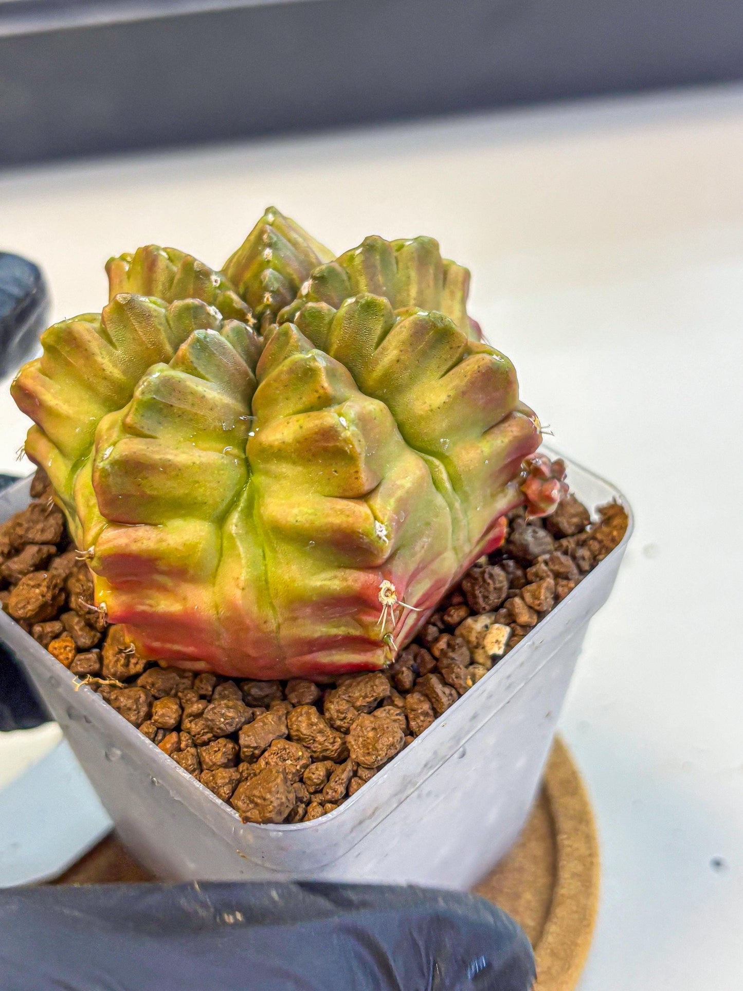 Gymnocalycium Aas DayDream (gy21) (04) | Rare Hybrids
