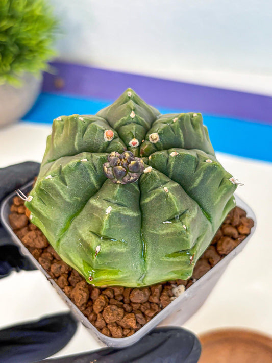 Gymnocalycium Aas DayDream (gy21) (05) | Rare Hybrids