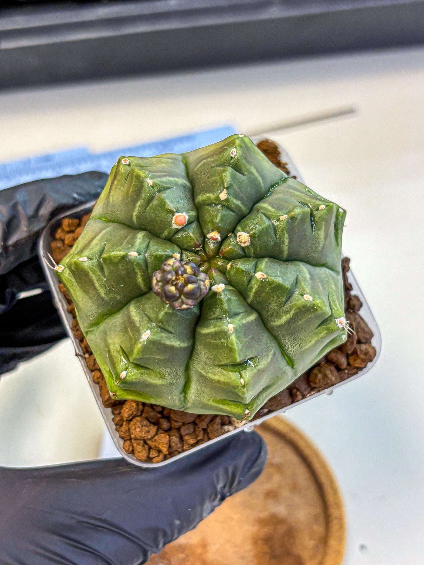 Gymnocalycium Aas DayDream (gy21) (05) | Rare Hybrids