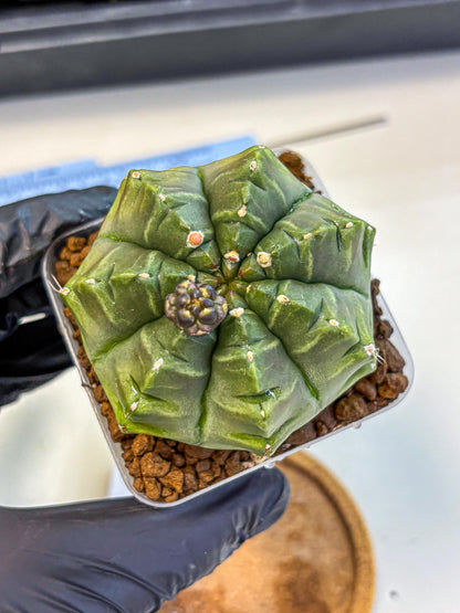 Gymnocalycium Aas DayDream (gy21) (05) | Rare Hybrids