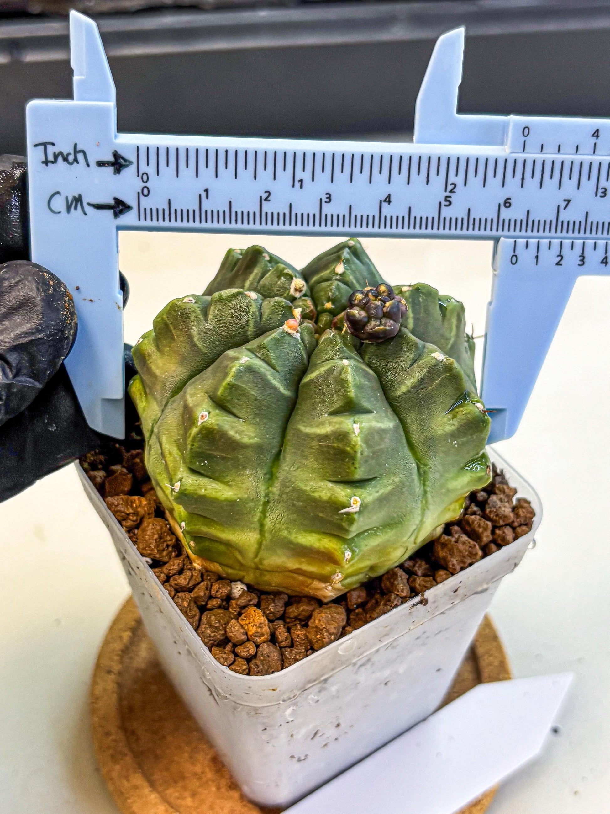 Gymnocalycium Aas DayDream (gy21) (05) | Rare Hybrids