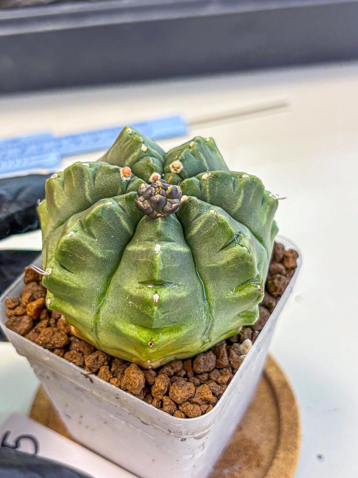 Gymnocalycium Aas DayDream (gy21) (05) | Rare Hybrids