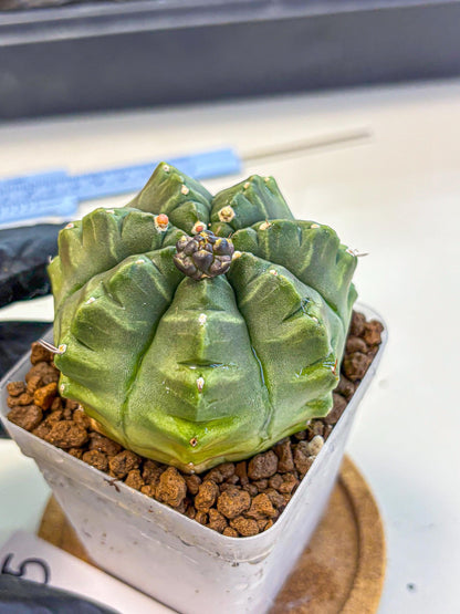 Gymnocalycium Aas DayDream (gy21) (05) | Rare Hybrids