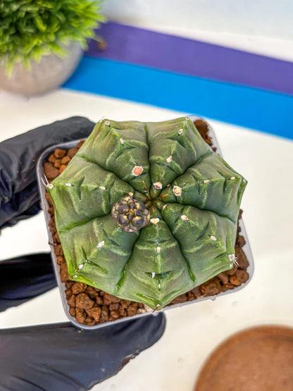 Gymnocalycium Aas DayDream (gy21) (05) | Rare Hybrids