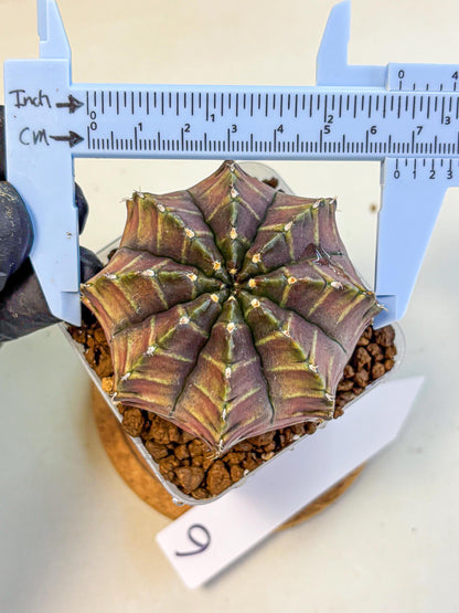 Gymnocalycium Aas DayDream (gy21) (06) | Rare Hybrids