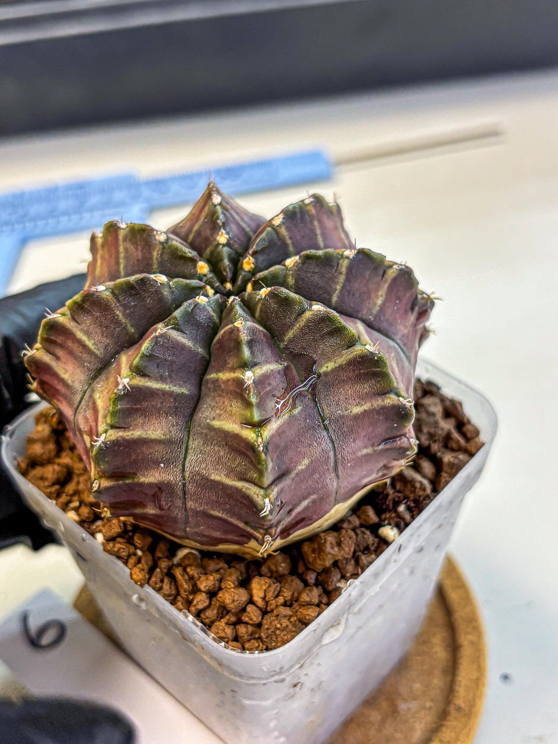 Gymnocalycium Aas DayDream (gy21) (06) | Rare Hybrids