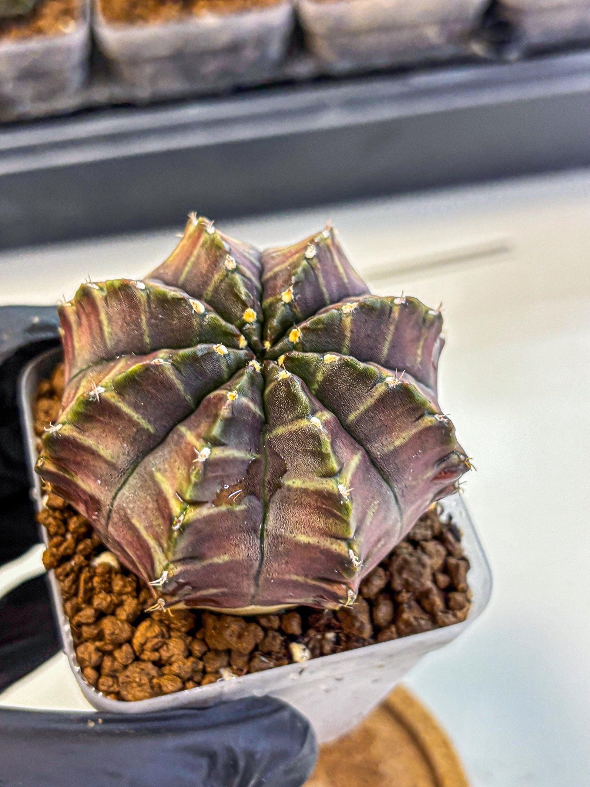 Gymnocalycium Aas DayDream (gy21) (06) | Rare Hybrids