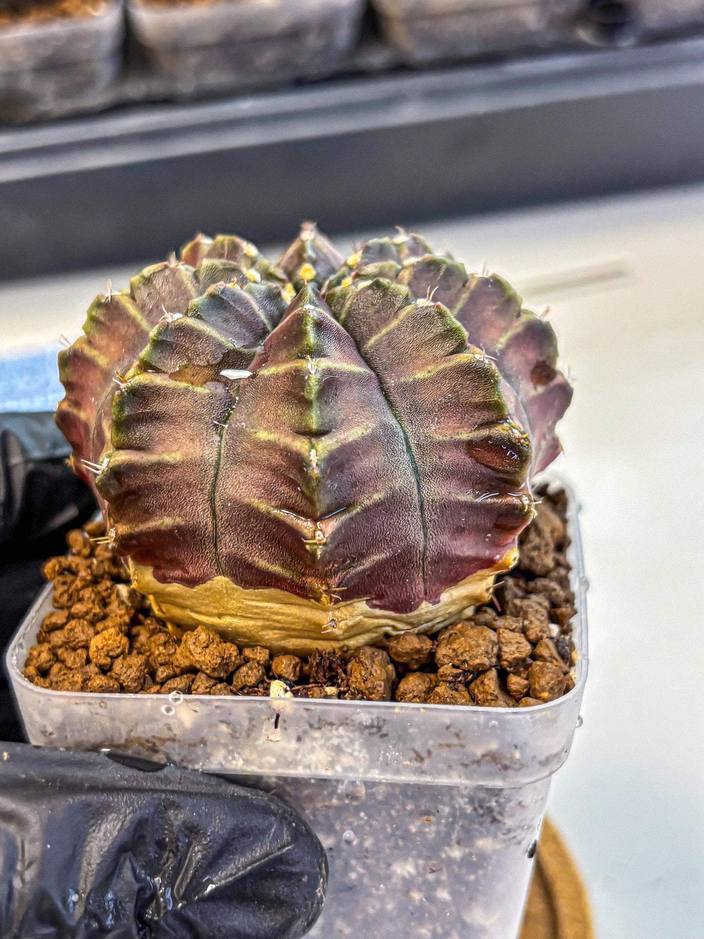 Gymnocalycium Aas DayDream (gy21) (06) | Rare Hybrids
