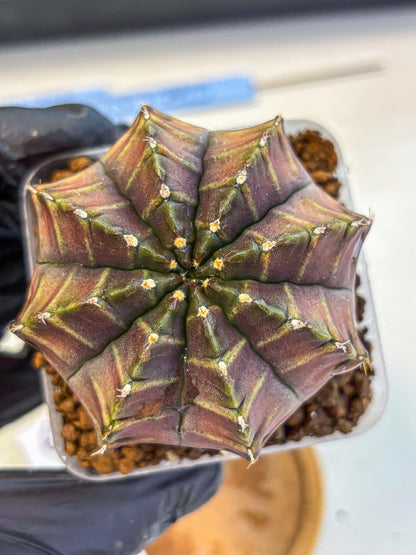 Gymnocalycium Aas DayDream (gy21) (06) | Rare Hybrids