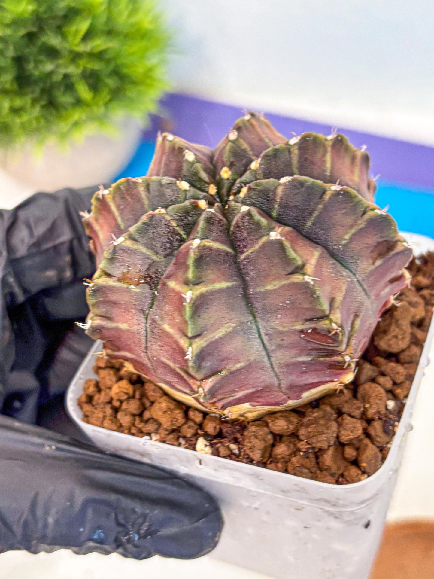 Gymnocalycium Aas DayDream (gy21) (06) | Rare Hybrids