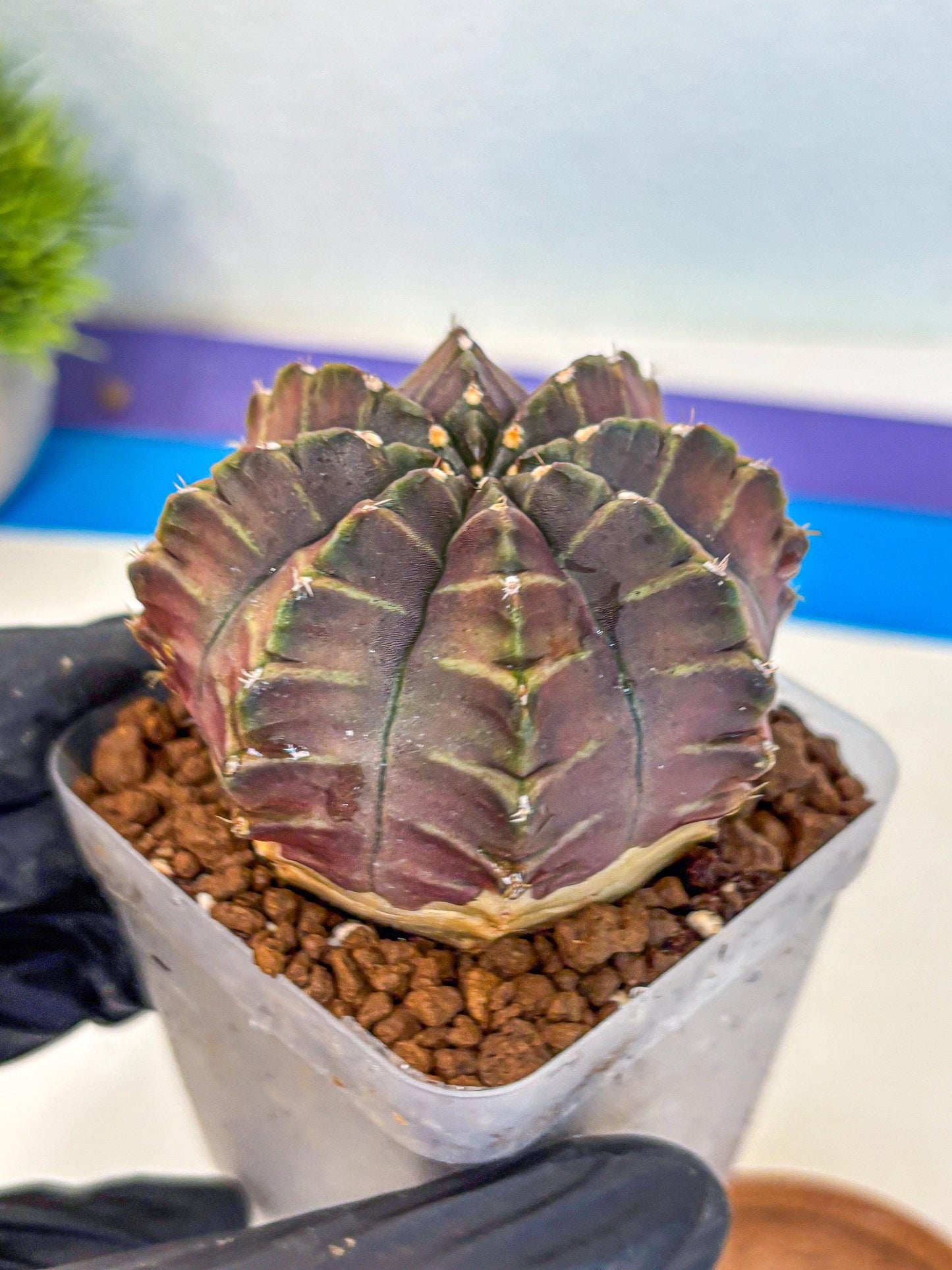 Gymnocalycium Aas DayDream (gy21) (06) | Rare Hybrids
