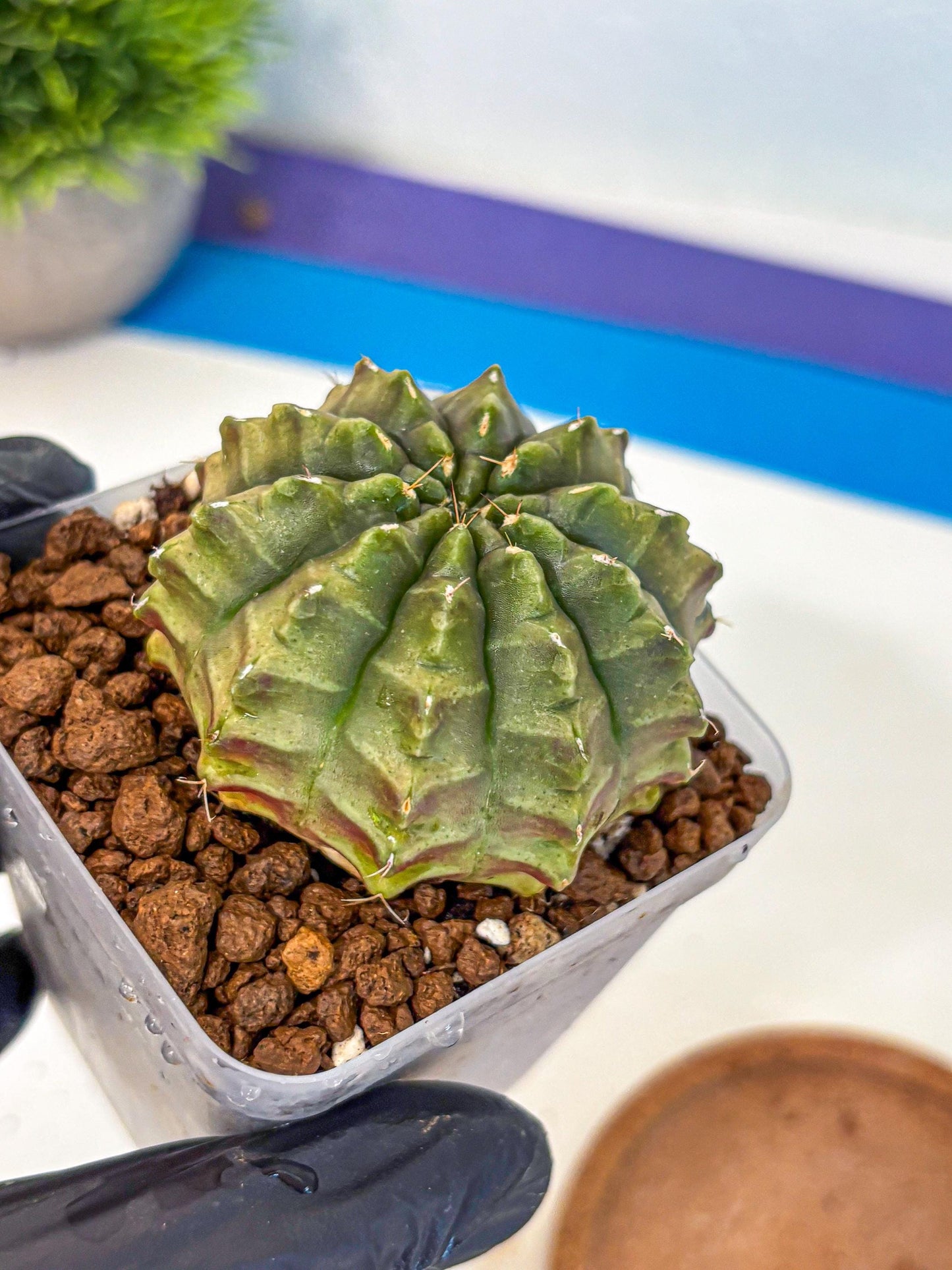 Gymnocalycium Aas DayDream (gy21) (07) | Rare Hybrids