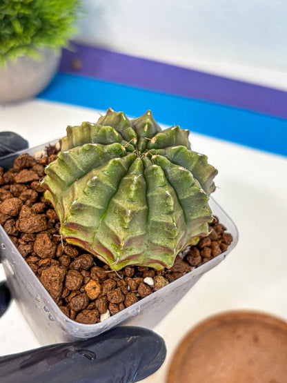 Gymnocalycium Aas DayDream (gy21) (07) | Rare Hybrids