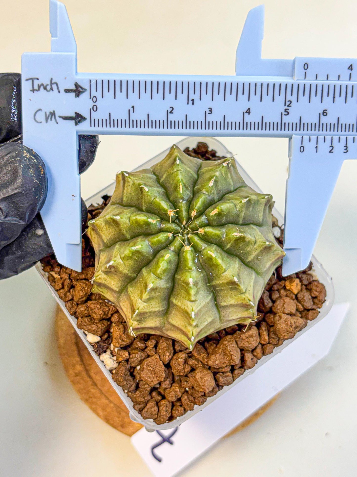 Gymnocalycium Aas DayDream (gy21) (07) | Rare Hybrids