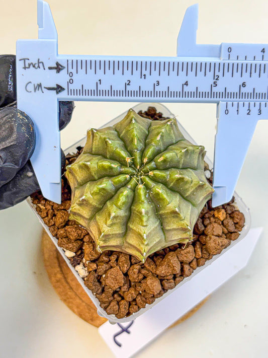 Gymnocalycium Aas DayDream (gy21) (07) | Rare Hybrids
