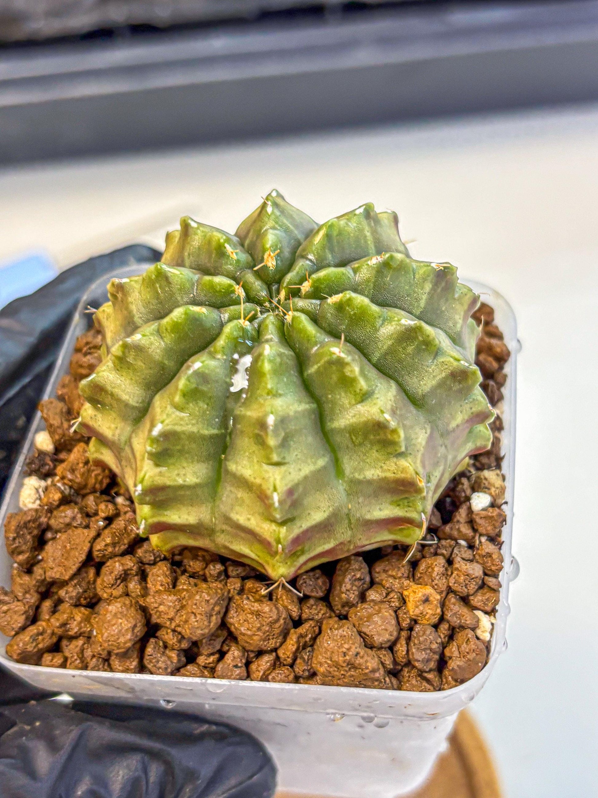 Gymnocalycium Aas DayDream (gy21) (07) | Rare Hybrids