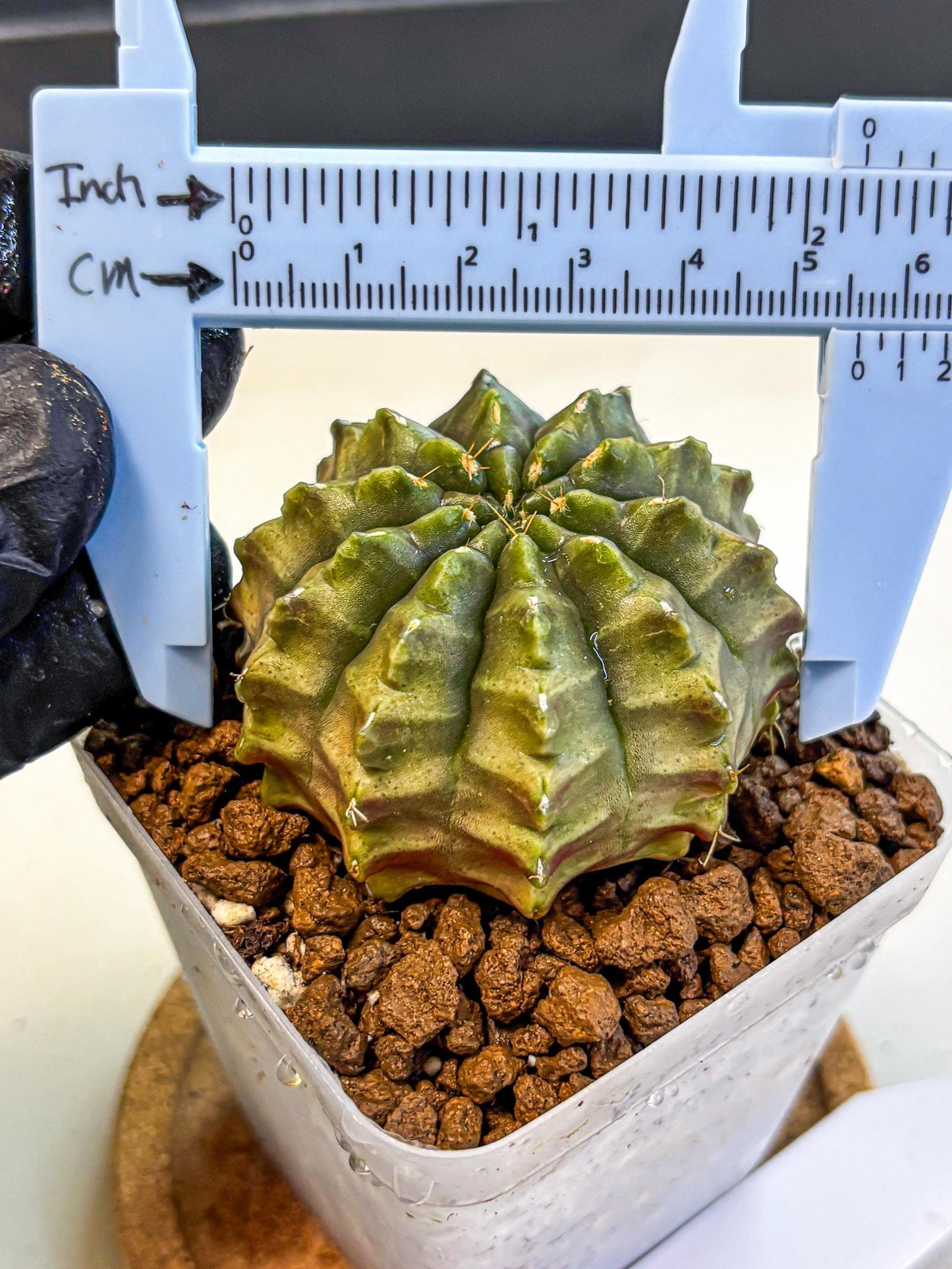 Gymnocalycium Aas DayDream (gy21) (07) | Rare Hybrids