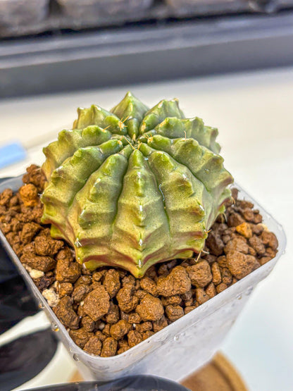 Gymnocalycium Aas DayDream (gy21) (07) | Rare Hybrids