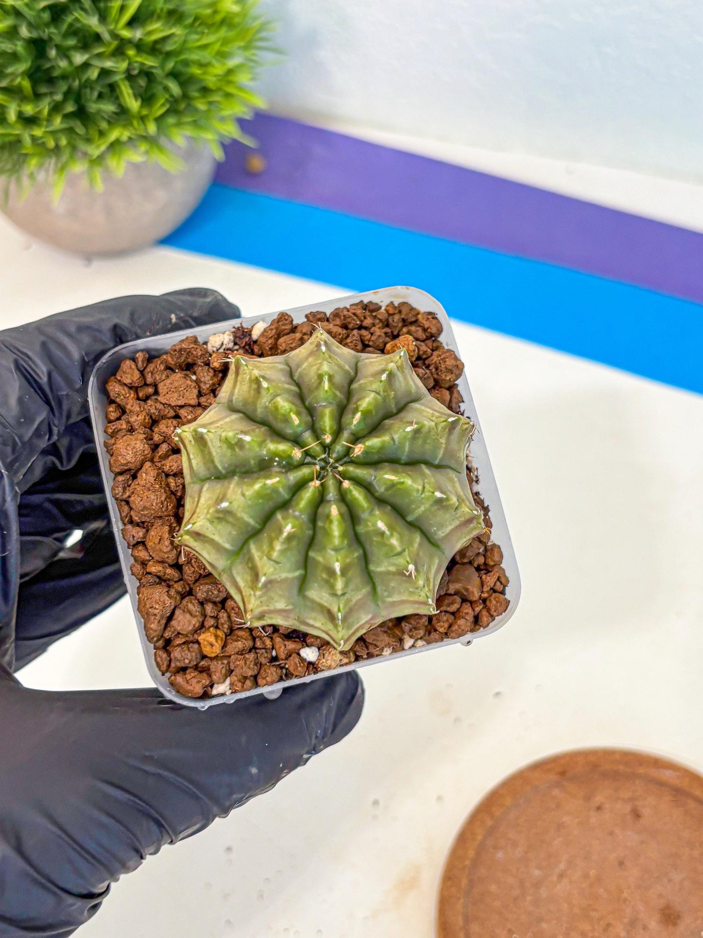 Gymnocalycium Aas DayDream (gy21) (07) | Rare Hybrids