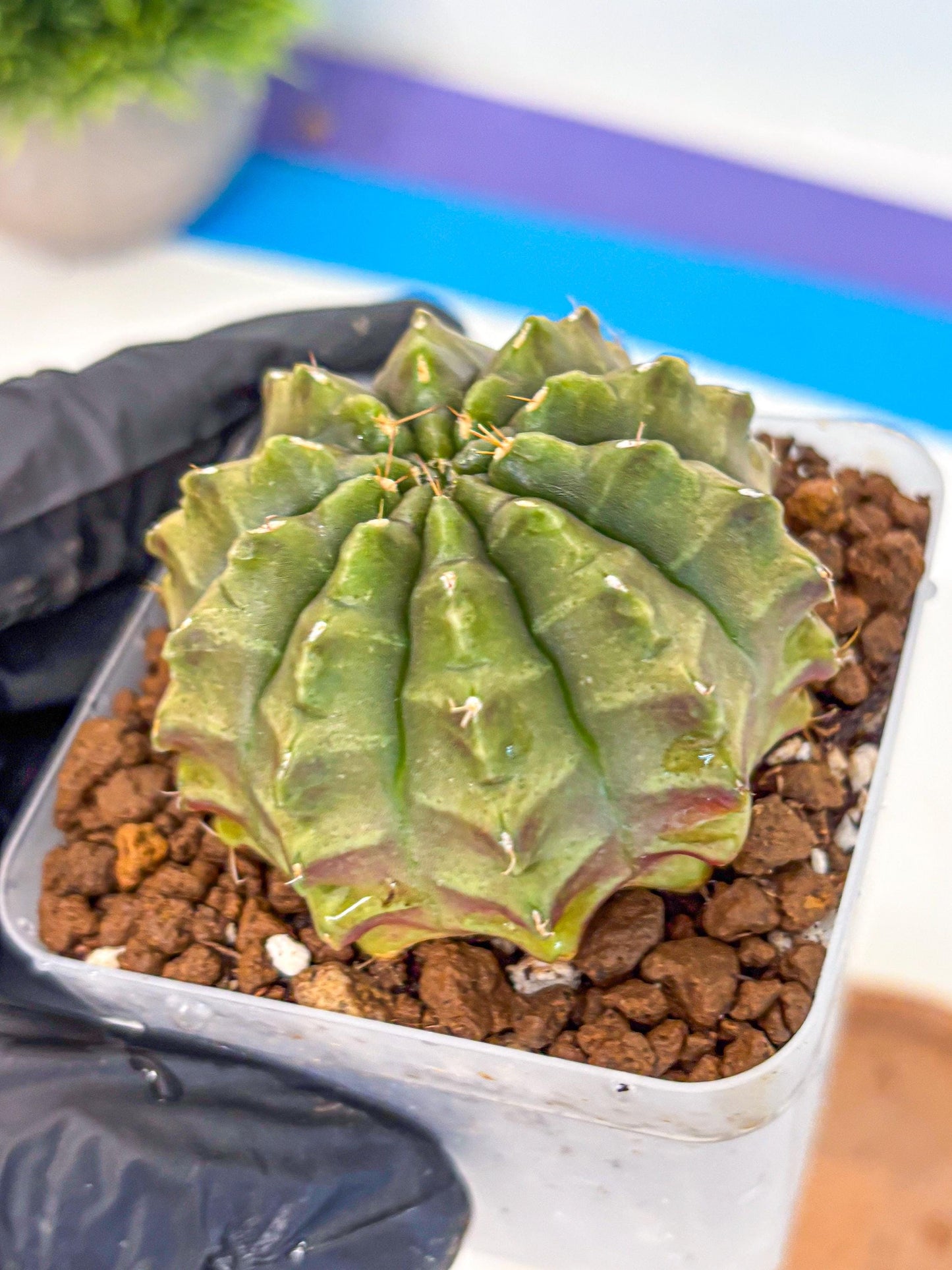 Gymnocalycium Aas DayDream (gy21) (07) | Rare Hybrids