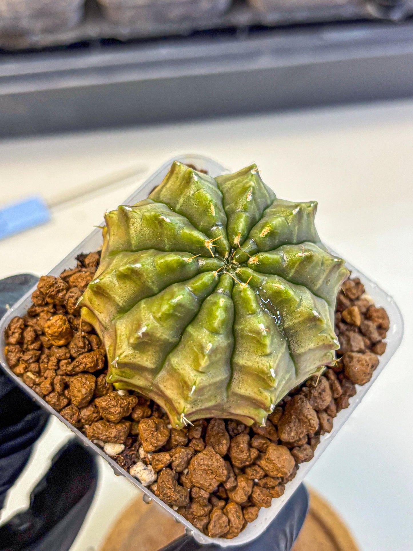 Gymnocalycium Aas DayDream (gy21) (07) | Rare Hybrids