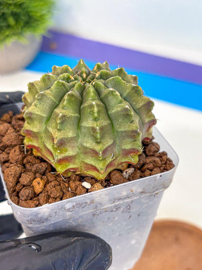Gymnocalycium Aas DayDream (gy21) (07) | Rare Hybrids